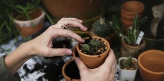 Czy w małym mieszkaniu możemy trzymać psa