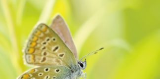 Jakiego zwierzaka wybrać?