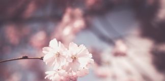 Miejsce zabaw dla domowników