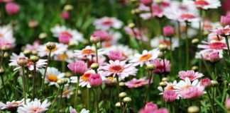 Ogród, wszystko o nim