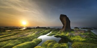 Co na glony nitkowate w stawie?