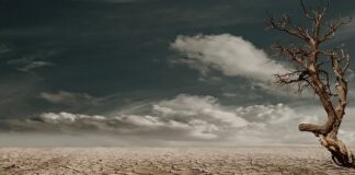 Jak się suszy rośliny?