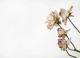 Jakie liście na zielnik?