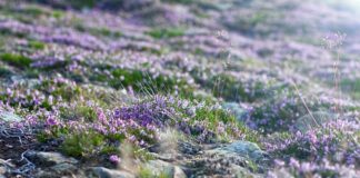 Czy Śnieżka to dobra farba?