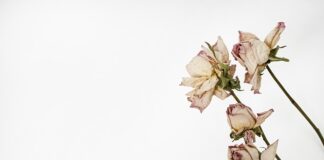 Co powinno znaleźć się w zielniku?