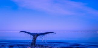 Jak zrobić ogon królika?