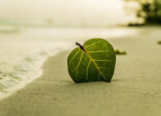 Jak sprawdzić jaki to liść?