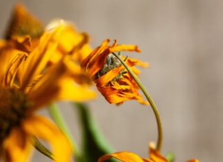 Jak zrobić obraz z suszonych kwiatów?