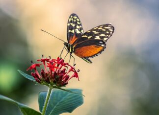 Jaka średnica anteny?