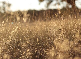 Jakie wkłady do filtrów wody?