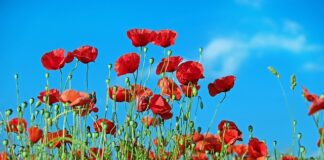 Jak suszyć chwasty?