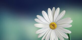 Co to jest biała kawa?