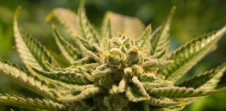 Jak zalegalizować gaśnicę?