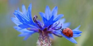 Ile jest punktów za brak gaśnicy?