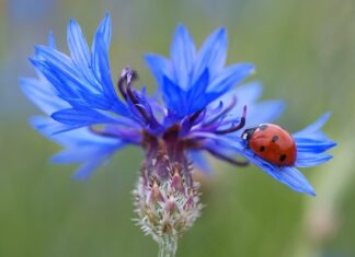 Ile jest punktów za brak gaśnicy?