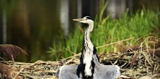 Ile trzeba suszyć liście?