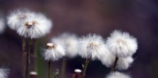 Czy czasza ma znaczenie?