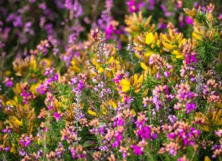 Czy woda z filtra Brita jest zdrowa?