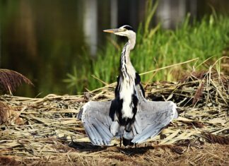 Jak długo suszyć liście?