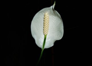 Czym podlewać skrzydłokwiat aby ładnie kwitły?