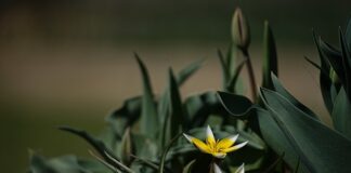 Co to znaczy odmiana F1?