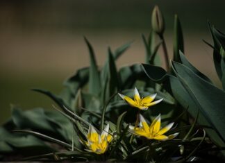 Co to znaczy odmiana F1?