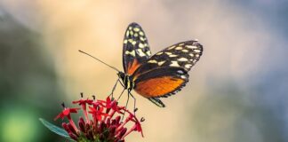 Jaka antena satelitarna do kampera?