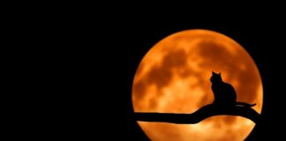 Co do domowej apteczki?