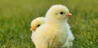 Jakie przystawki na wielkanocny stół?