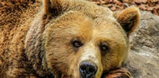 Czy warto kupić Captive?