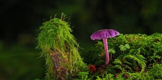 Czym usunąć starą farbę z dachu?