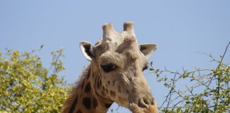 Jak zrobić kurę z jajka?