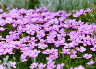 Jak pozbyć się mchu na dachu?