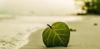 Czy liść jest roślina?