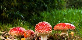 Czy można się zatruć spalinami?