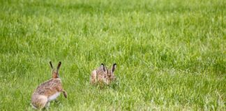 Jak często wymieniać lampę UV w oczkach u?