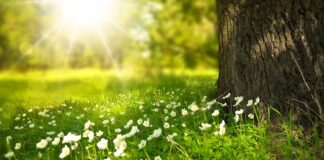 Jak Wysuszyć kwiaty żeby nie straciły koloru?