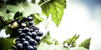 Jaki Mini lokalizator?