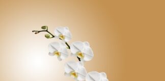 Czy storczyk może stać obok telewizora?