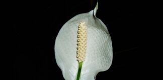 Gdzie najlepiej postawić skrzydłokwiat?