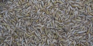 Gdzie jest produkowany Seat Arona?