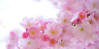 Jaka roślina usypia?