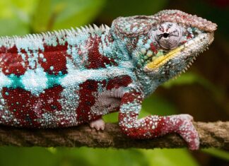 Do czego służy konwerter w antenie satelitarnej?