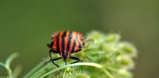 Czy para wodna zabija pluskwy?