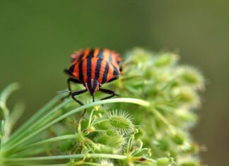 Czy para wodna zabija pluskwy?