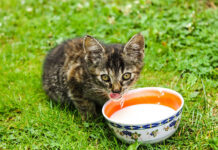 Dlaczego karma dla kota Junior jest kluczowa dla zdrowego rozwoju młodego kota